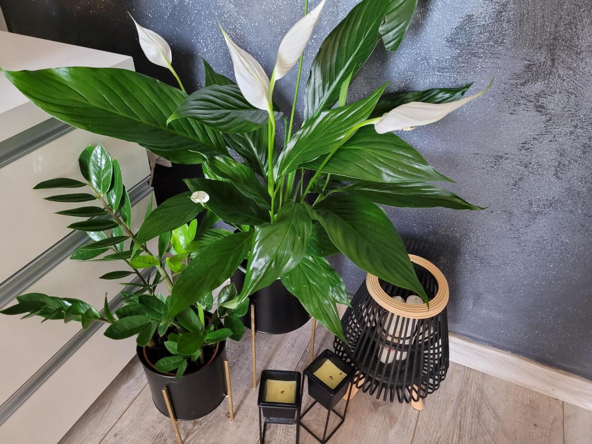 Apartament Lilla يلينيا غورا المظهر الخارجي الصورة